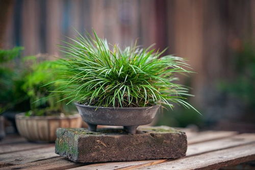 自由自在疯狂生长