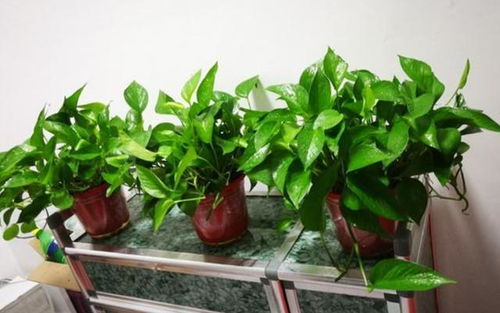 浇水篇：绿萝藤的“补水神器”