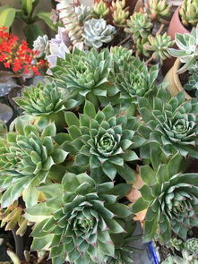 忒别提醒， 就像给花儿穿上保护衣