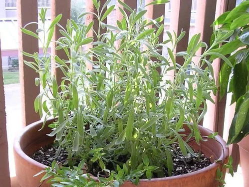 光照适应， 全光照到半荫