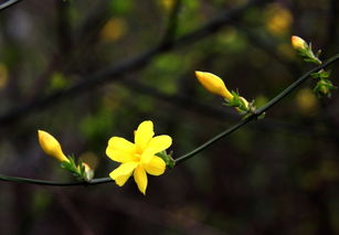 迎春花开的时光