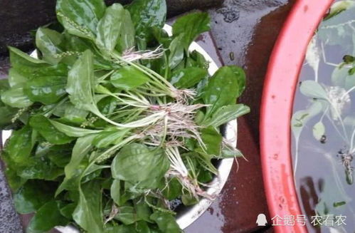 车前草的种植技术要点