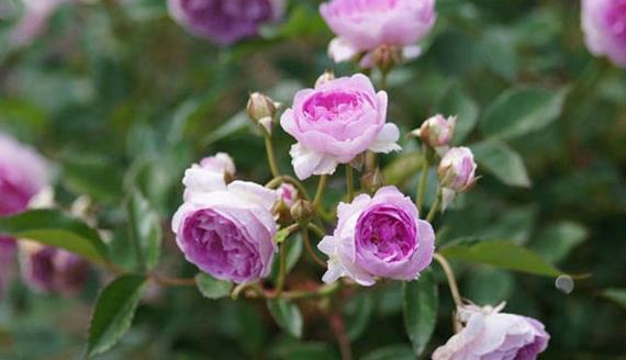 十大热门月季品种及优缺点解析