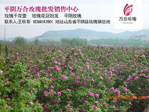 山东平阴县的玫瑰栽培历史与特点