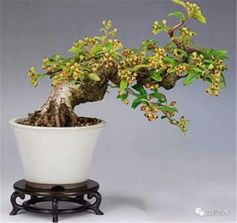 火祭盆景修剪造型，如何打造独特风格