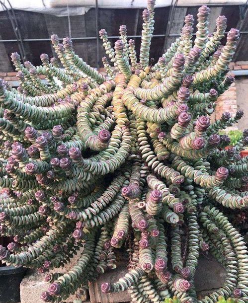 “钱串子养殖秘诀，茂盛生长指南！”