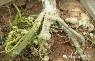 生根粉灌根技巧：如何直接使用生根粉而不伤根？