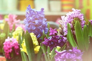 揭秘帝王花的神秘绽放：多久迎来一次花开盛宴？