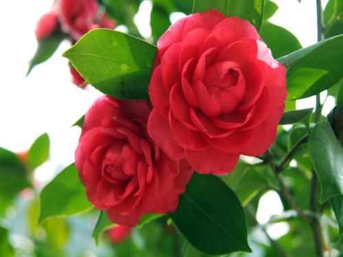 鸡粪，是不是越香越好？