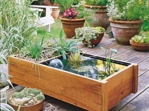 3. 水景必备：荷花与睡莲