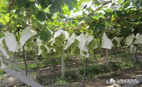 春季种植葡萄树：高效管理技术要点指南