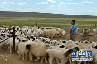 草原退化原因与修复途径研究