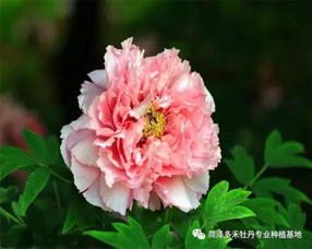 牡丹花怎么种？新手也能学会的种植技巧