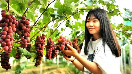 全南县百香果园，体验采摘乐趣