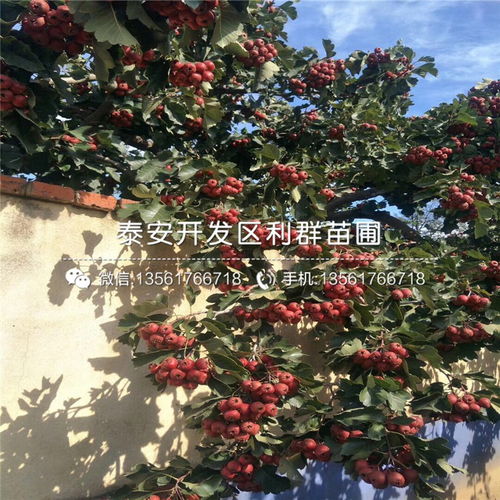 地径一公分山楂树苗批发价格，你感兴趣吗？