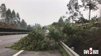 重庆马路上的绿色风景