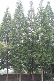 松木的密度大揭秘