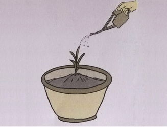 水生花卉主要分为哪几类