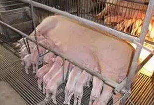 母猪二胎综合征为何如此坑，高产头胎减产二胎，有何解决方案？