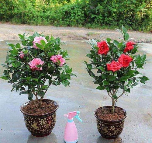 冬季山茶花如何通风？室内空气流通是关键吗