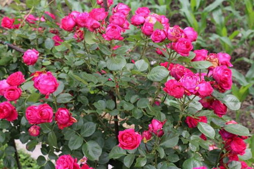 夏天月季养护，揭秘高温花期不减的小技巧！