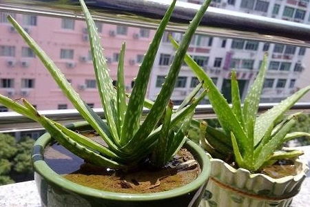 芦荟泡水喝有哪些具体功效和禁忌，正确方法是怎样的呢
