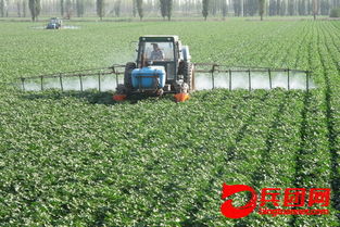 修剪与病虫害防治：月季的甜蜜守护