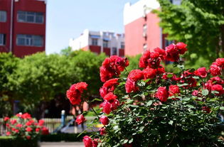 金奖品种，你认识吗？