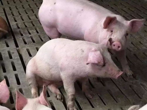 猪群添抗应激药物效果对比实验