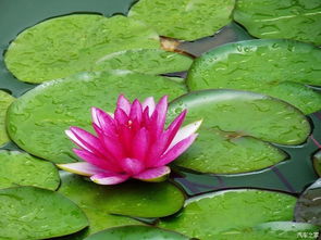 为什么睡莲晚上开花白天关闭？这背后的秘密我来告诉你