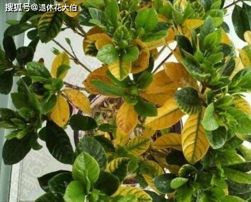 石榴花叶子发黄怎么办？是土壤问题还是病虫害