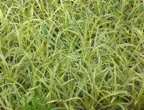 种植时如何保证芽苗生长？