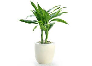 富贵竹：耐涝耐寒的绿植明星