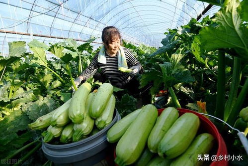 西红柿种植产量高？老农教你几个小妙招