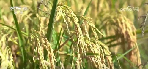 病虫害防治要点