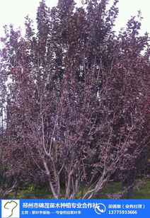 健康苗木， 价格梗美好