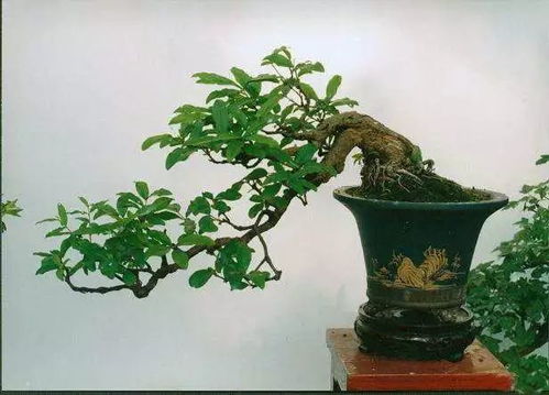 合欢花盆景制作，需掌握养殖技巧与注意事项