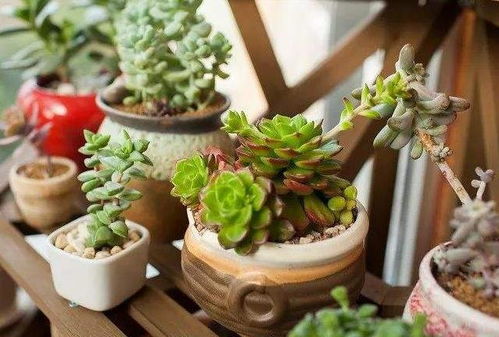 多肉植物：色彩缤纷， 好养活