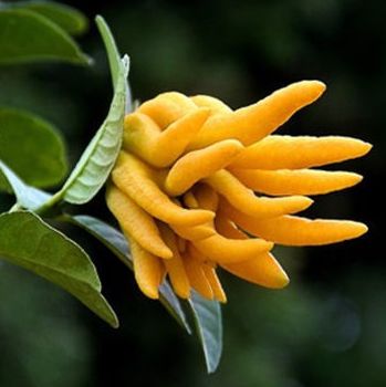 佛手花的养护技巧