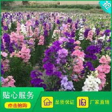 飞燕草种子，到底多少钱一斤呢？