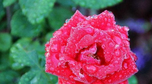 玫瑰、牡丹、菊花，这些花中哪一种是“花中之王”