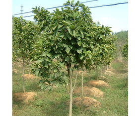 特色绿化树苗受青睐， 经济效益与生态效益并重