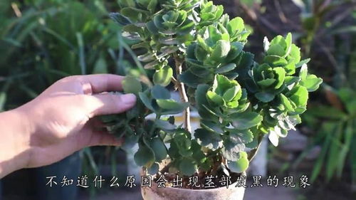 花木栀子发黑，是土壤问题还是病虫害