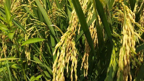 广谱高效：复配微乳剂的广泛应用