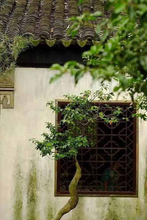 花乡花卉的自然美学探秘