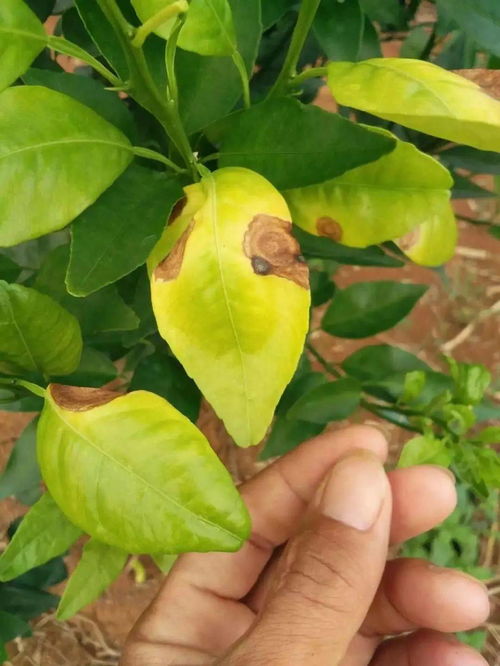 氧化乐果和代森锰锌