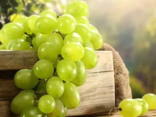 葡萄打乙草胺有毒吗？