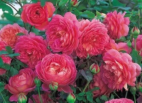 月季花：生命的甘泉， 干旱季节的呵护之道