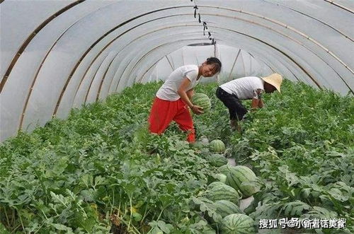 果树树苗， 营养丰富