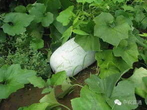 花圃种植时间大揭秘